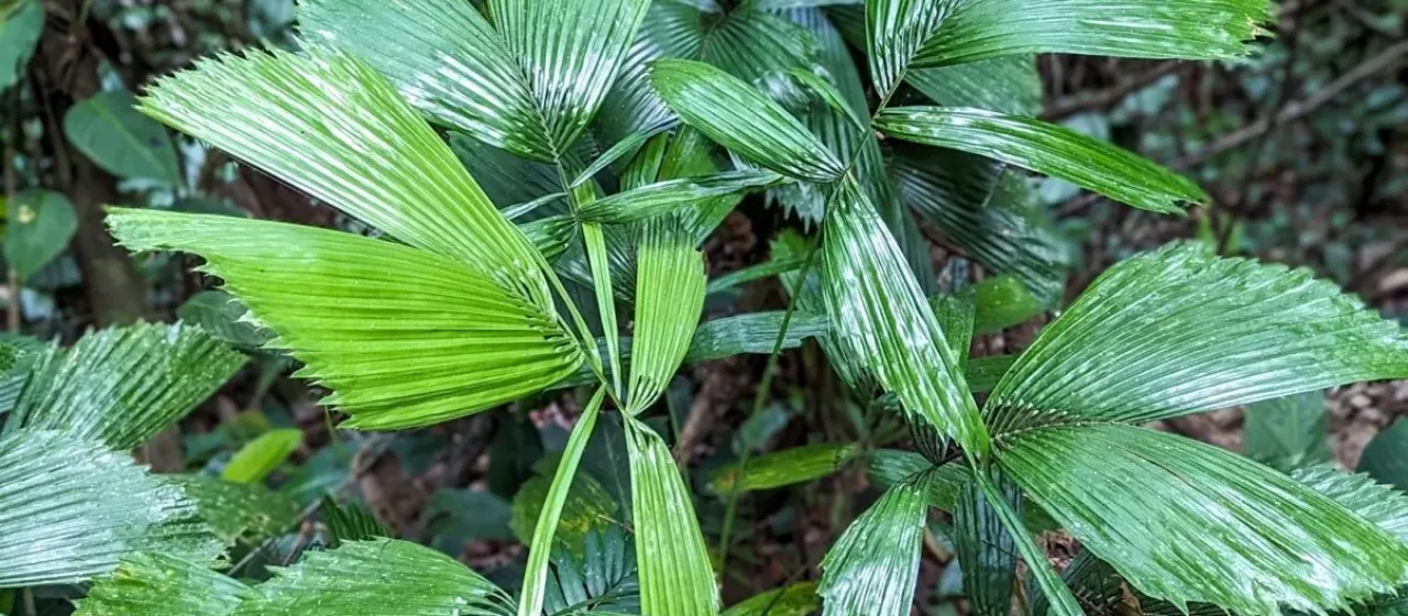 Reinhardtia gracilis