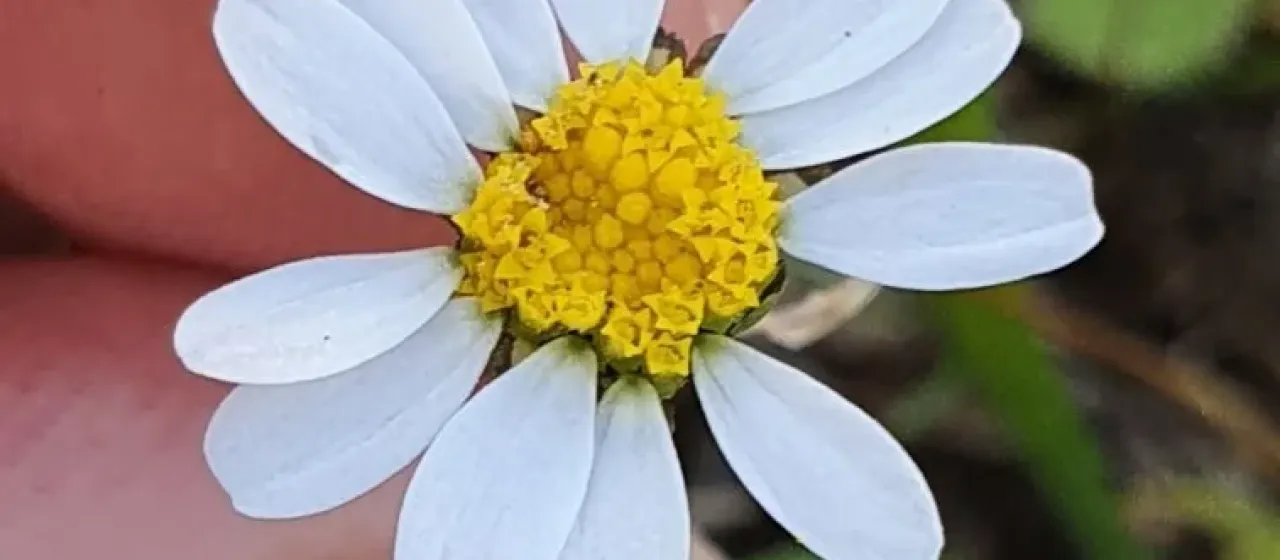 Creeping daisy