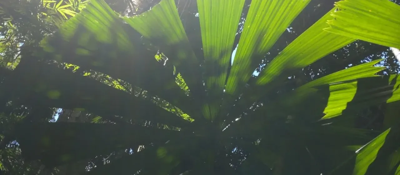 Licuala amplifrons