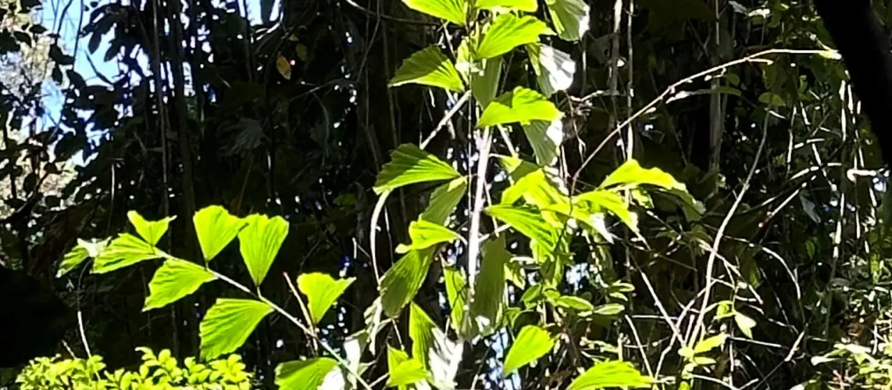 Korthalsia rigida