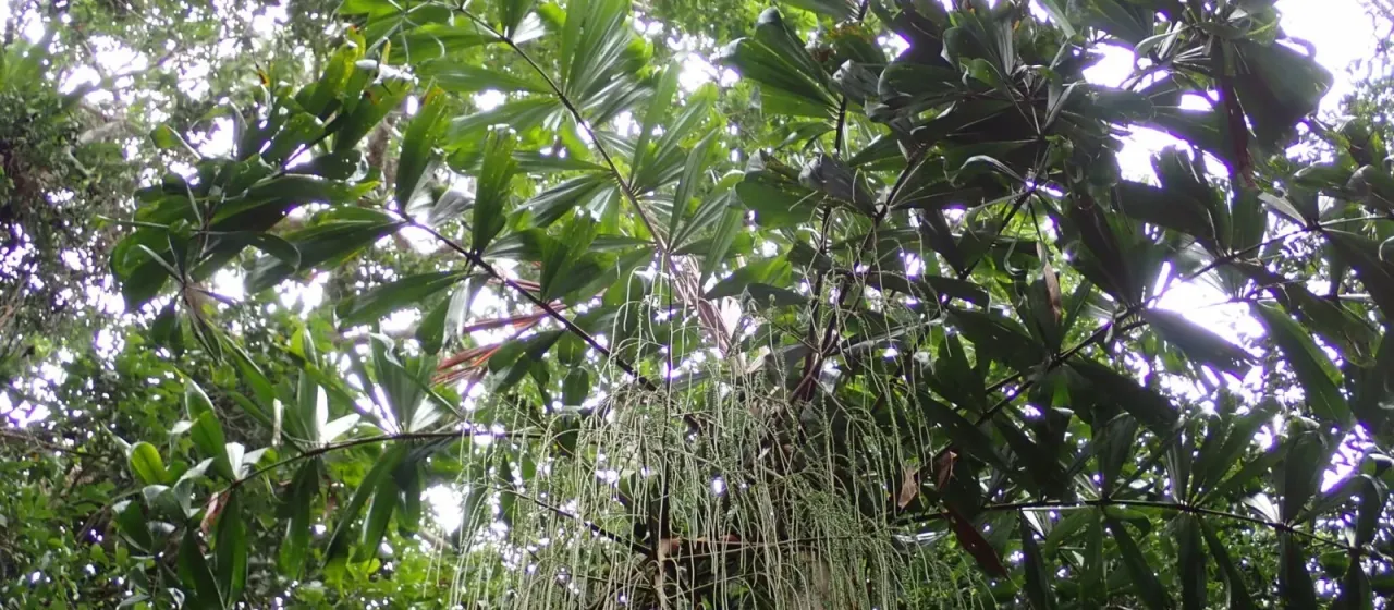 Dypsis pinnatifrons