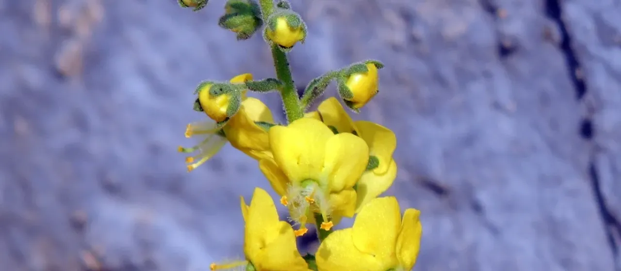 Verbascum coromandelianum