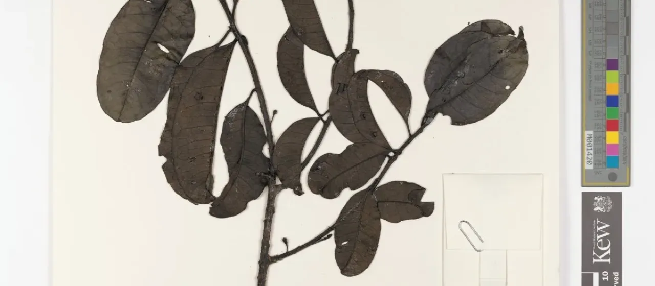 Падуб скученный