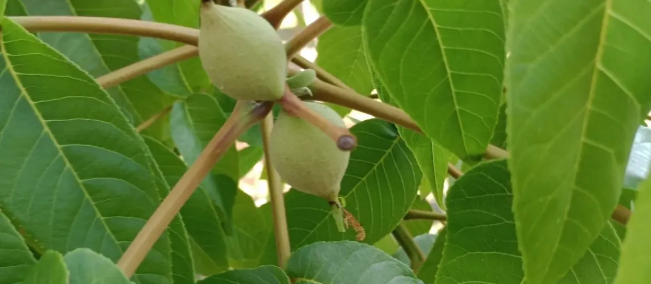Jamaican walnut