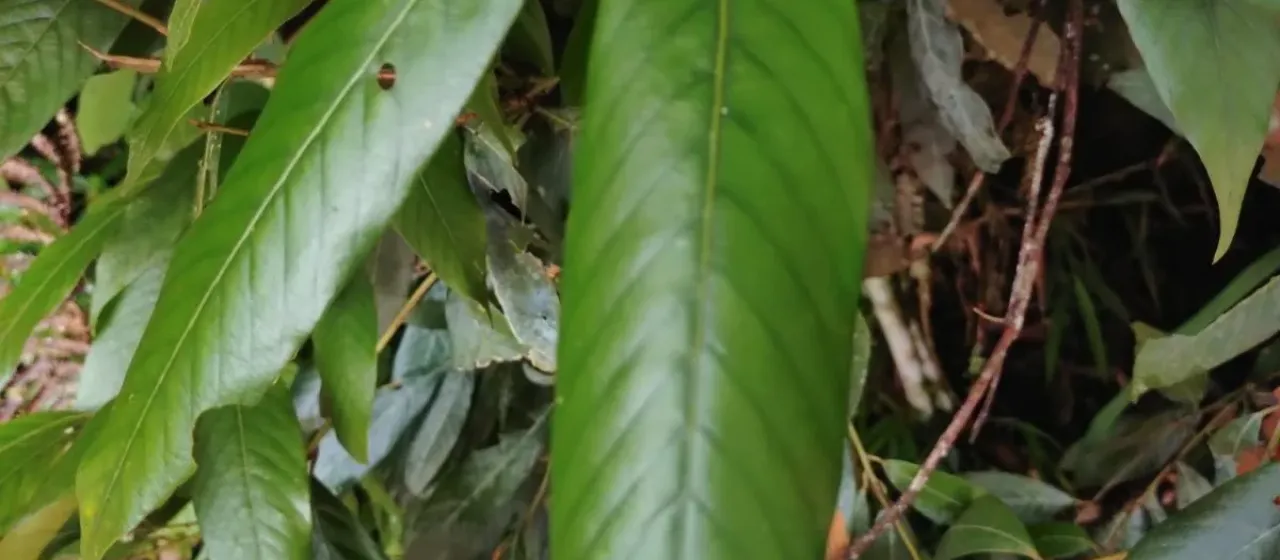 Lithocarpus amygdalifolius