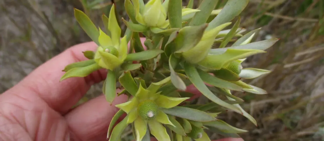 Leucadendron floridum