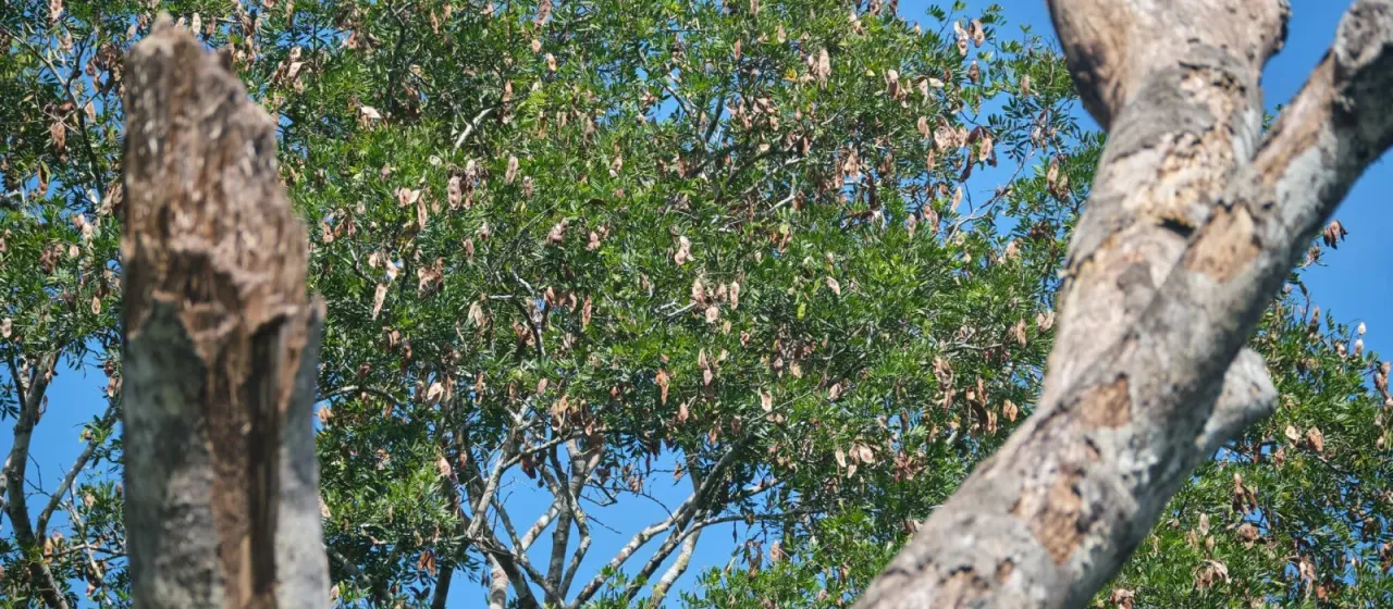 Lonchocarpus castilloi