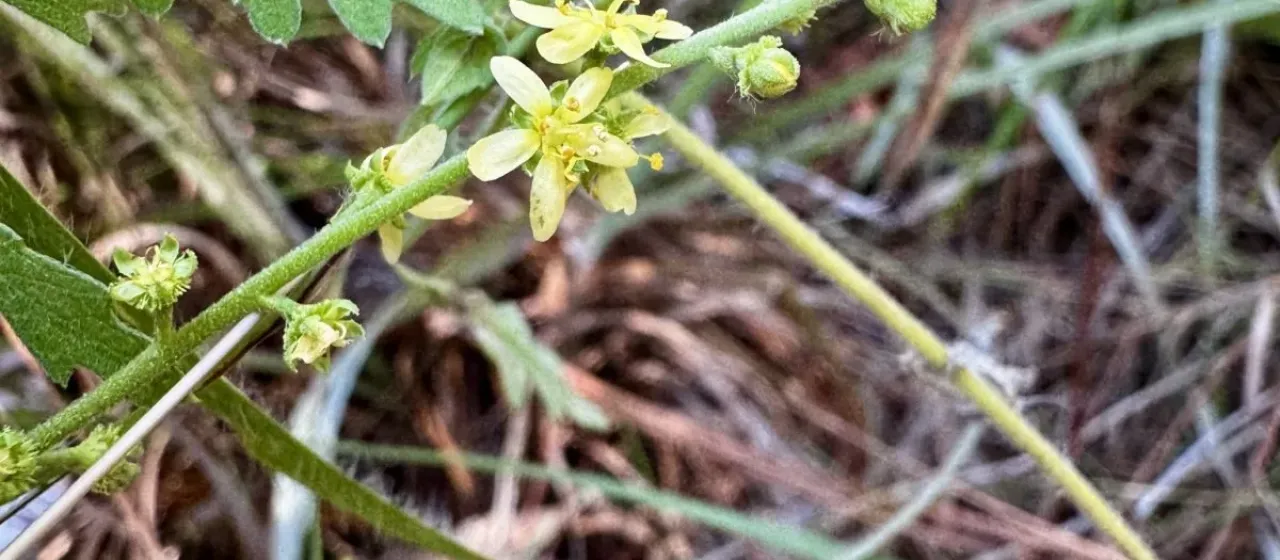 Incised agrimony