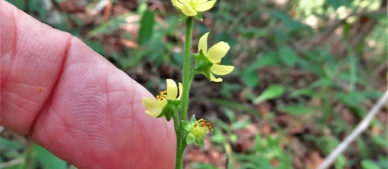 Small-fruited agrimony