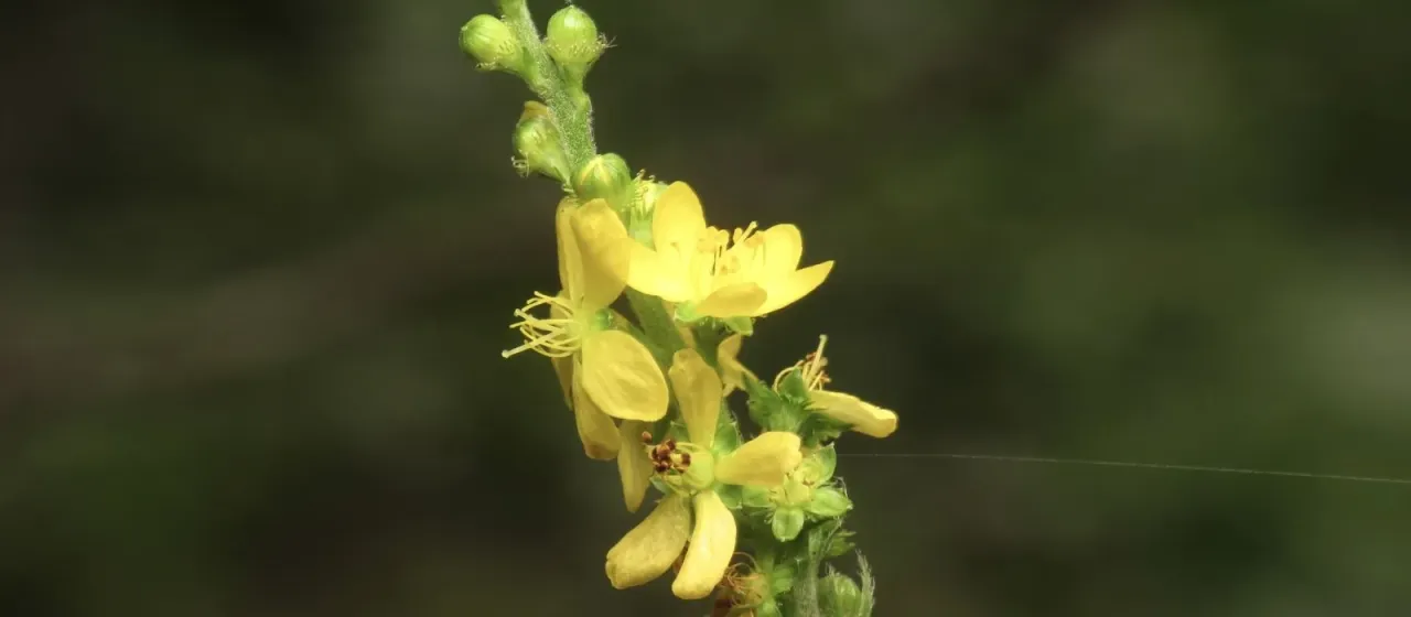 Downy agrimony