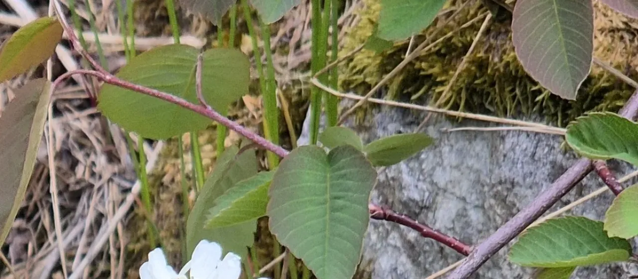 Low shadbush