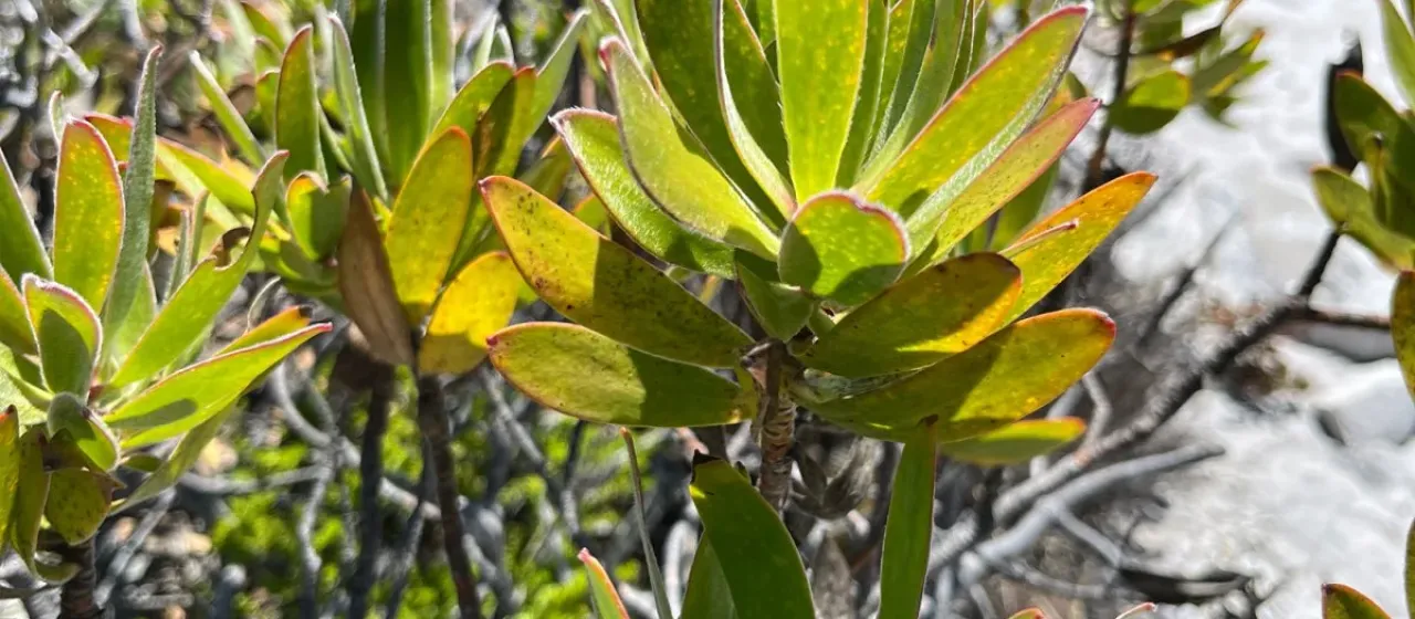 Leucadendron laureolum