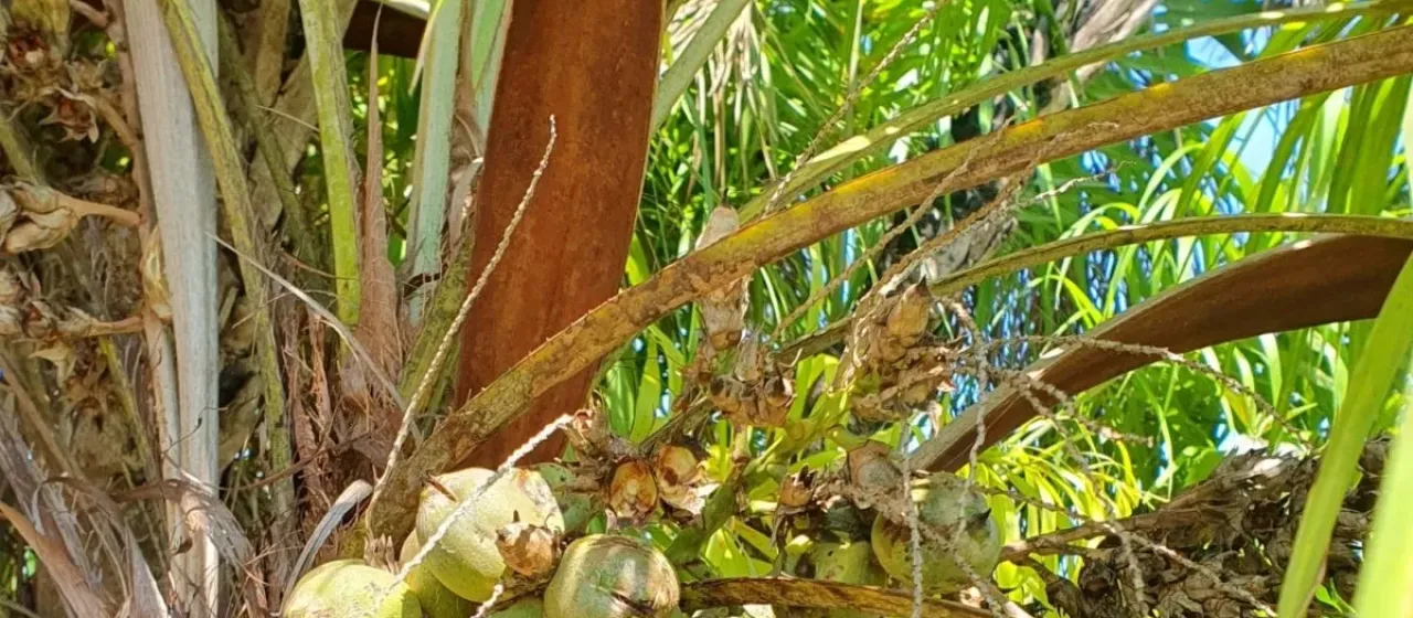 Syagrus flexuosa
