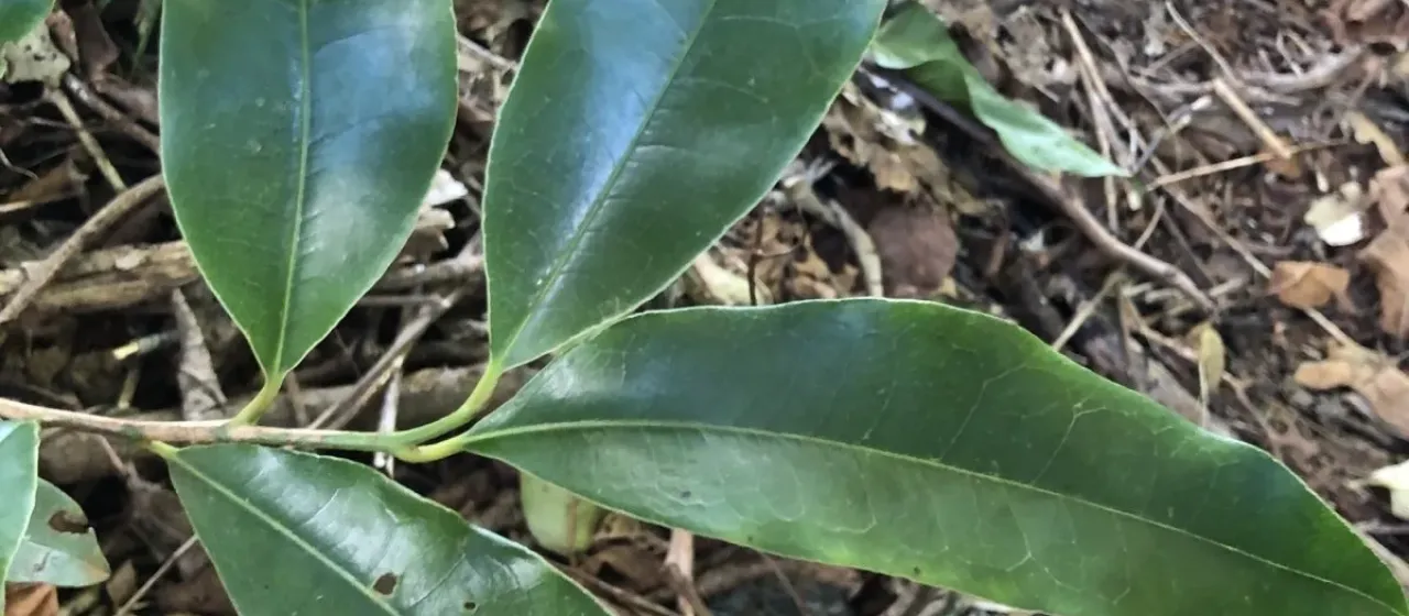 Litsea reticulata