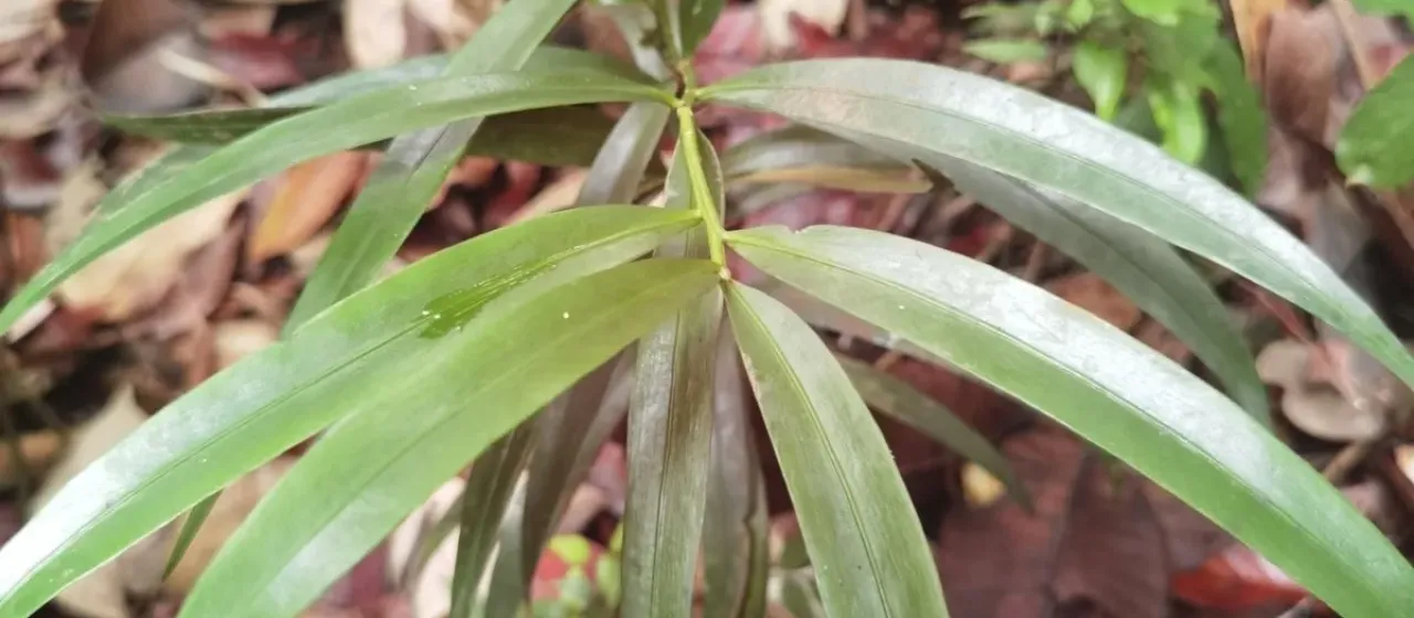 Guatemalan podocarp