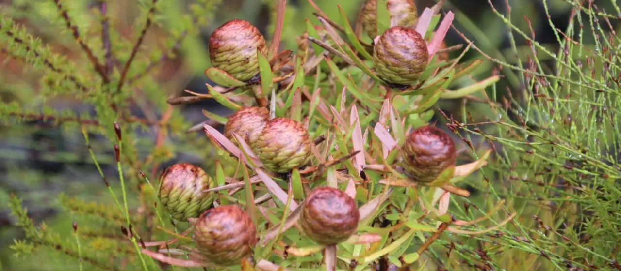 Spear-leaf conebush