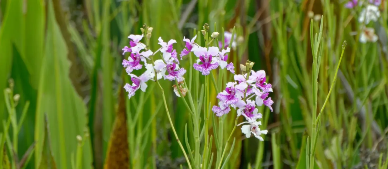 Papilionanthe hookeriana