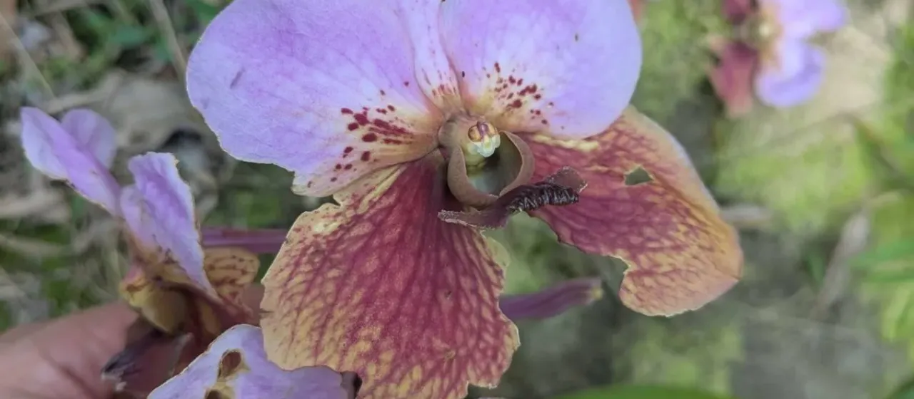 Vanda sanderiana