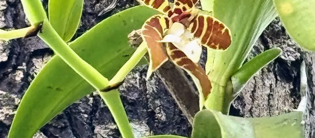 Trichoglottis fasciata