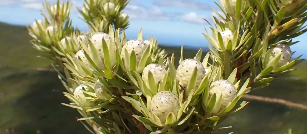 Leucadendron uliginosum