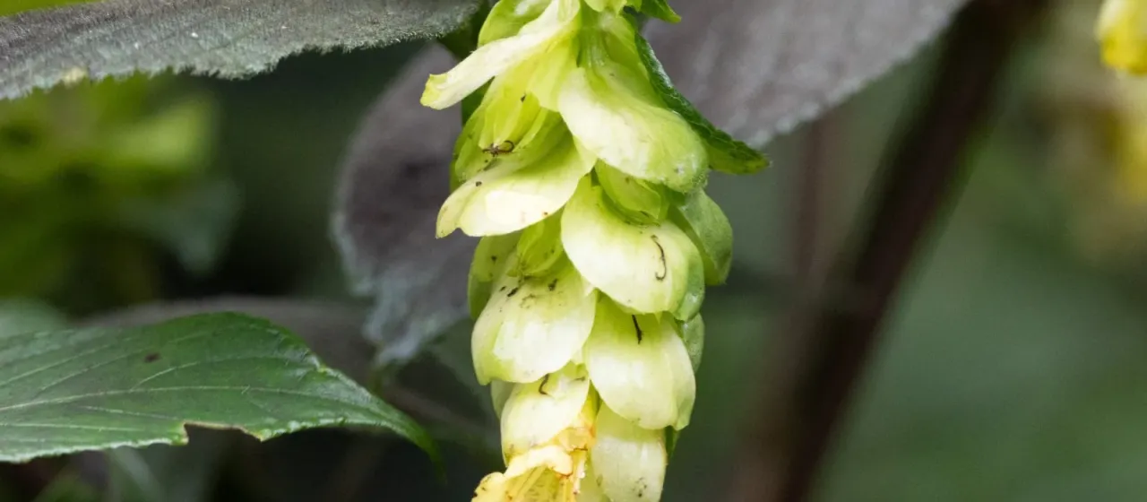 Strobilanthes calycina