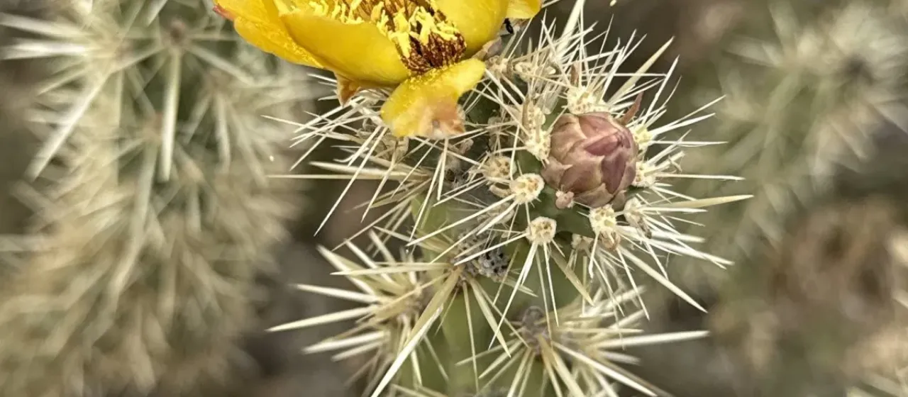 Buckhorn cholla