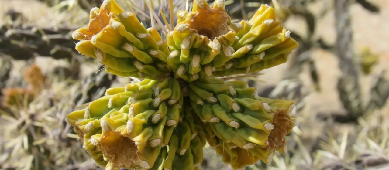 Green-flowered Cholla