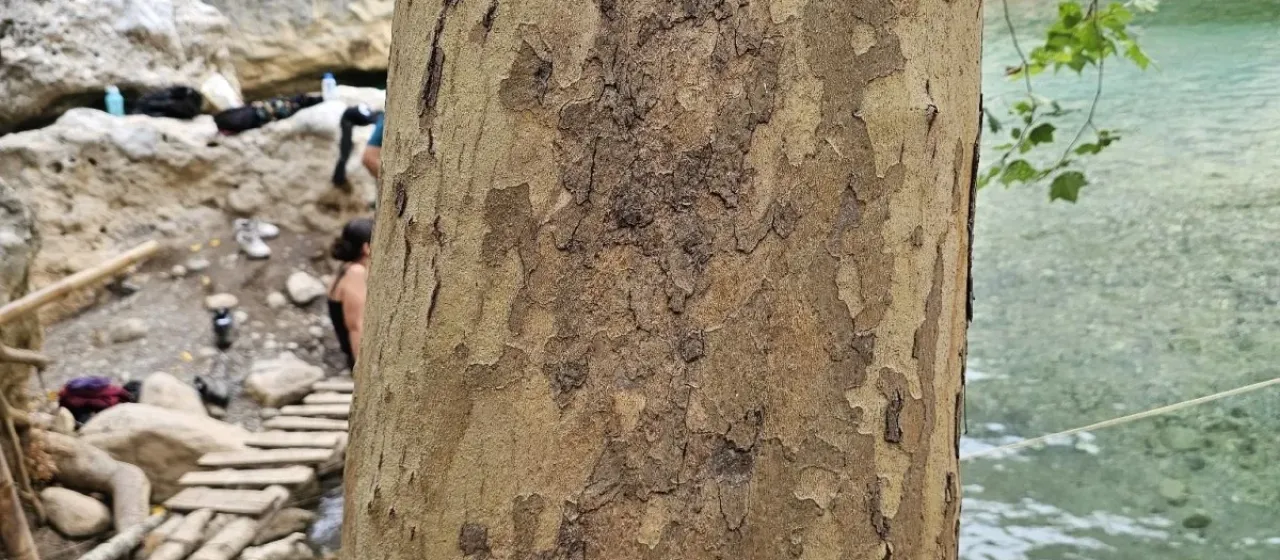 Mexican sycamore