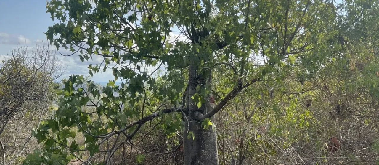 Брахихитон австралийский