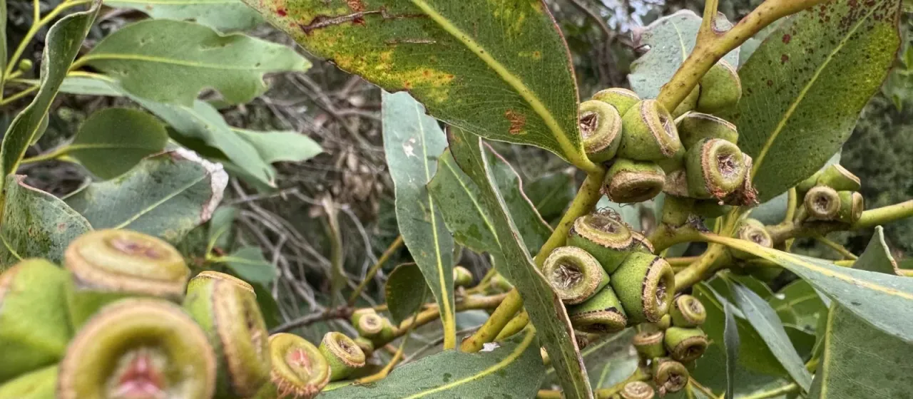 Gippsland mallee
