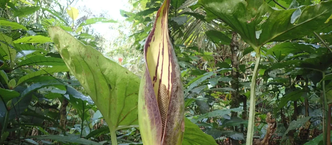 Lasimorpha senegalensis