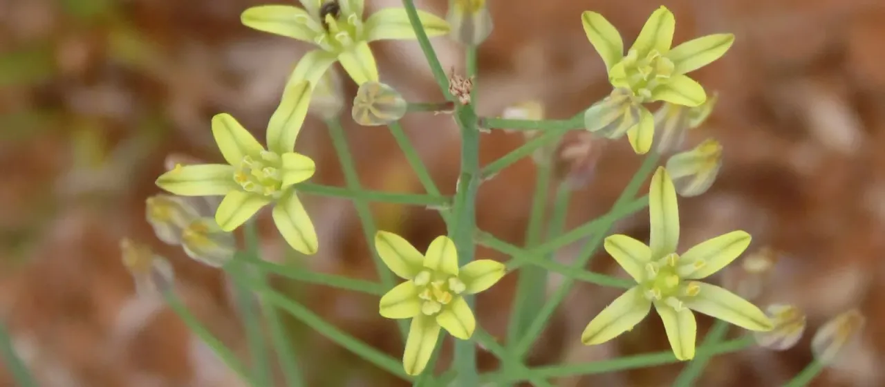 Eriospermum abyssinicum