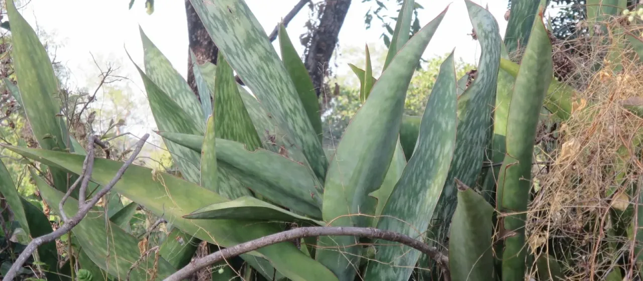Sansevieria liberica