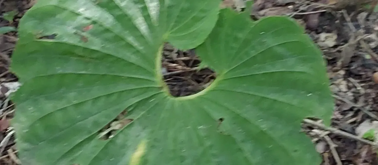 Nervilia bicarinata