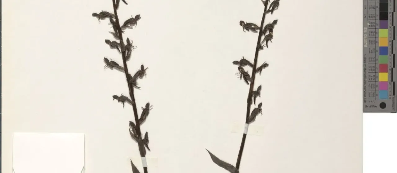 Habenaria papyracea