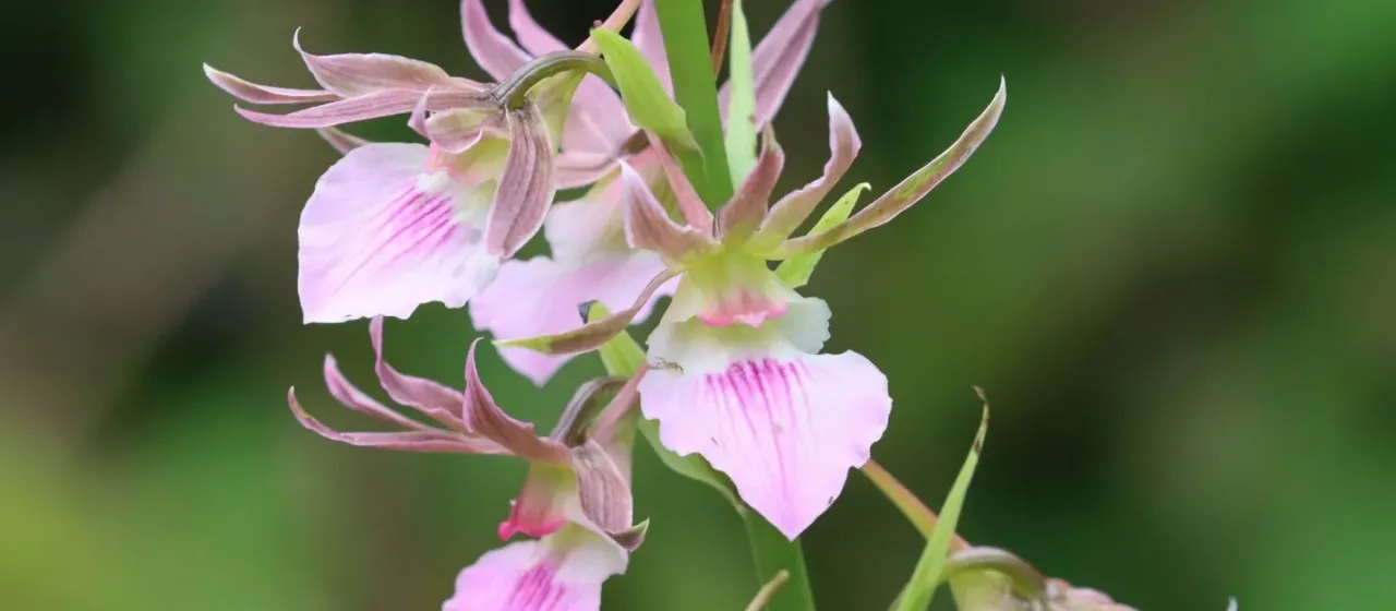 Eulophia guineensis
