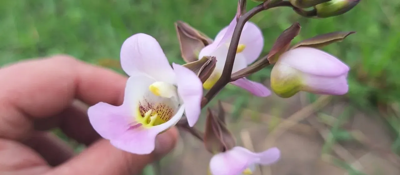 Hooded Eulophia