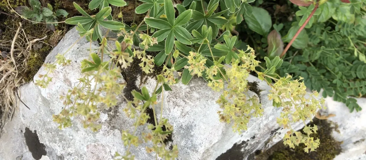 Alpine lady's mantle