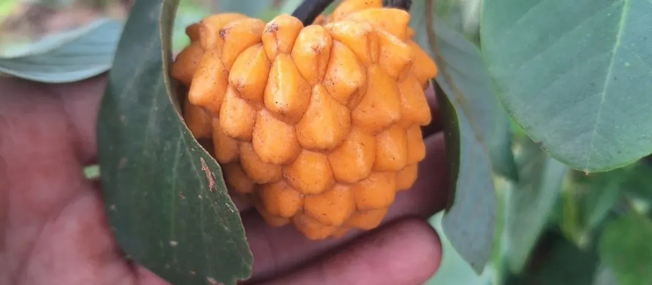 Annona cornifolia