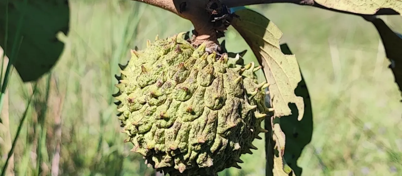 Annona dioica