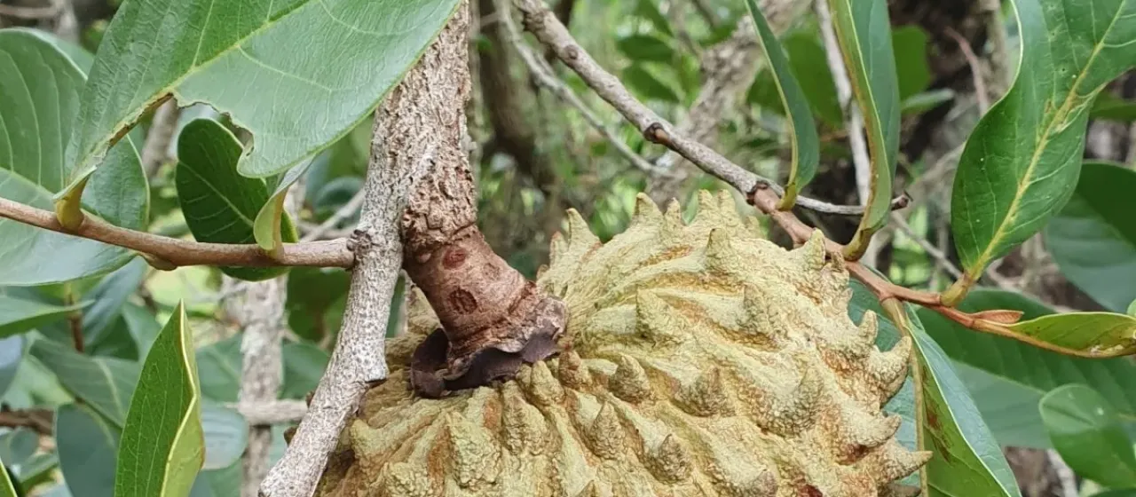 Annona crassiflora