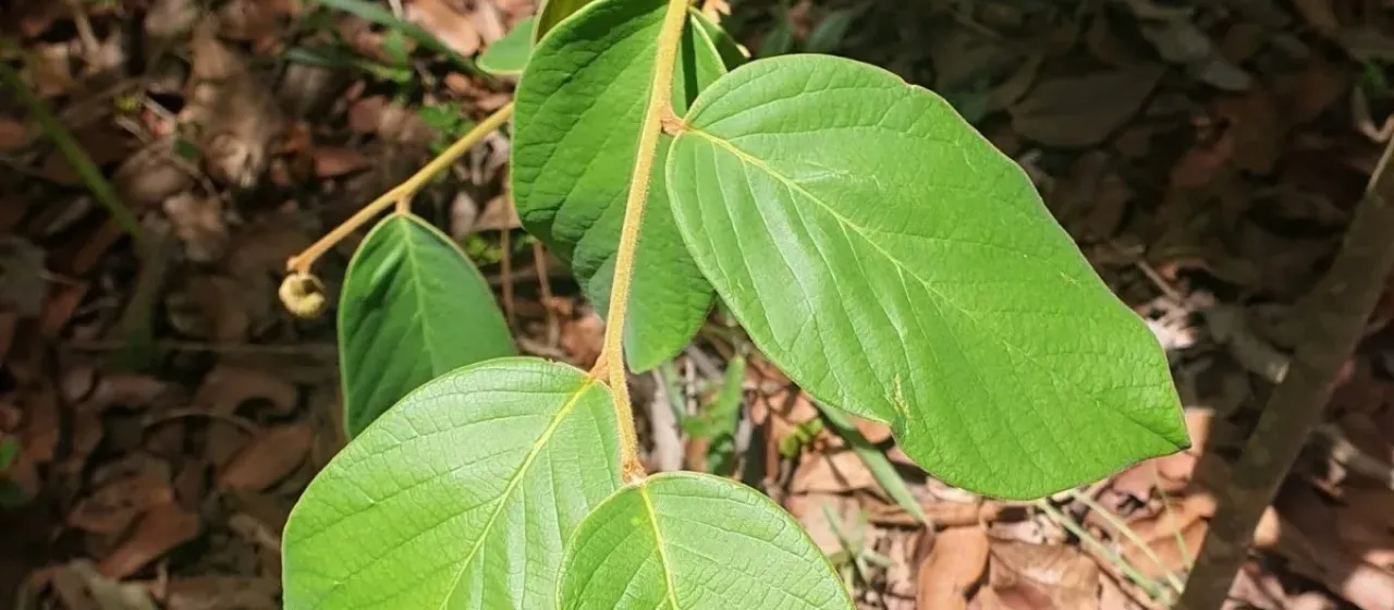 Annona tomentosa