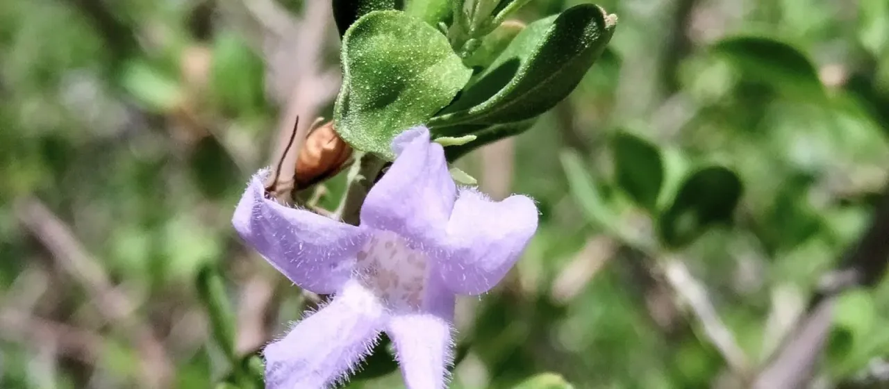 Leucophyllum laevigatum