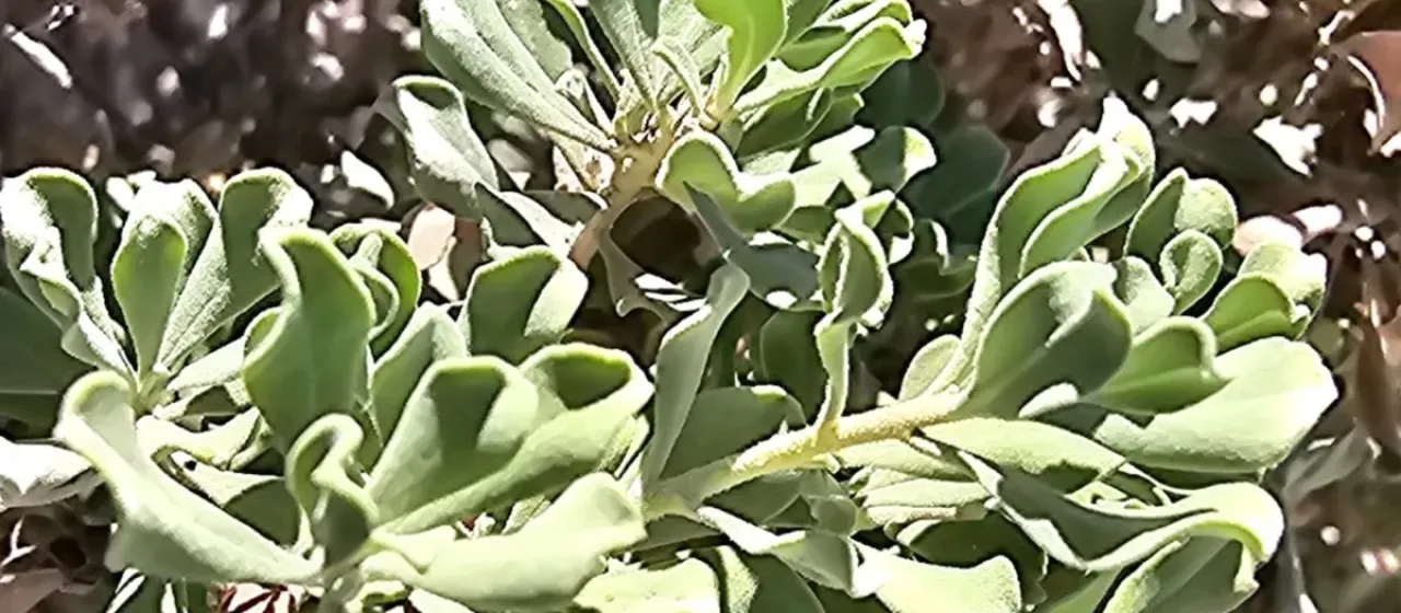 Leucophyllum langmaniae