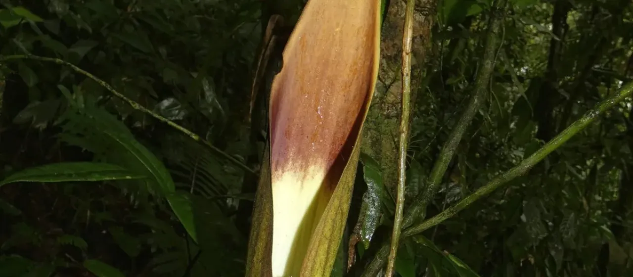 Dracontium spruceanum