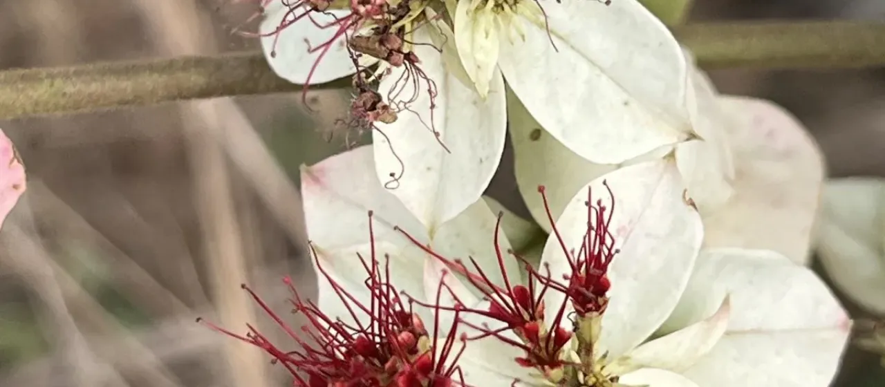 Combretum racemosum