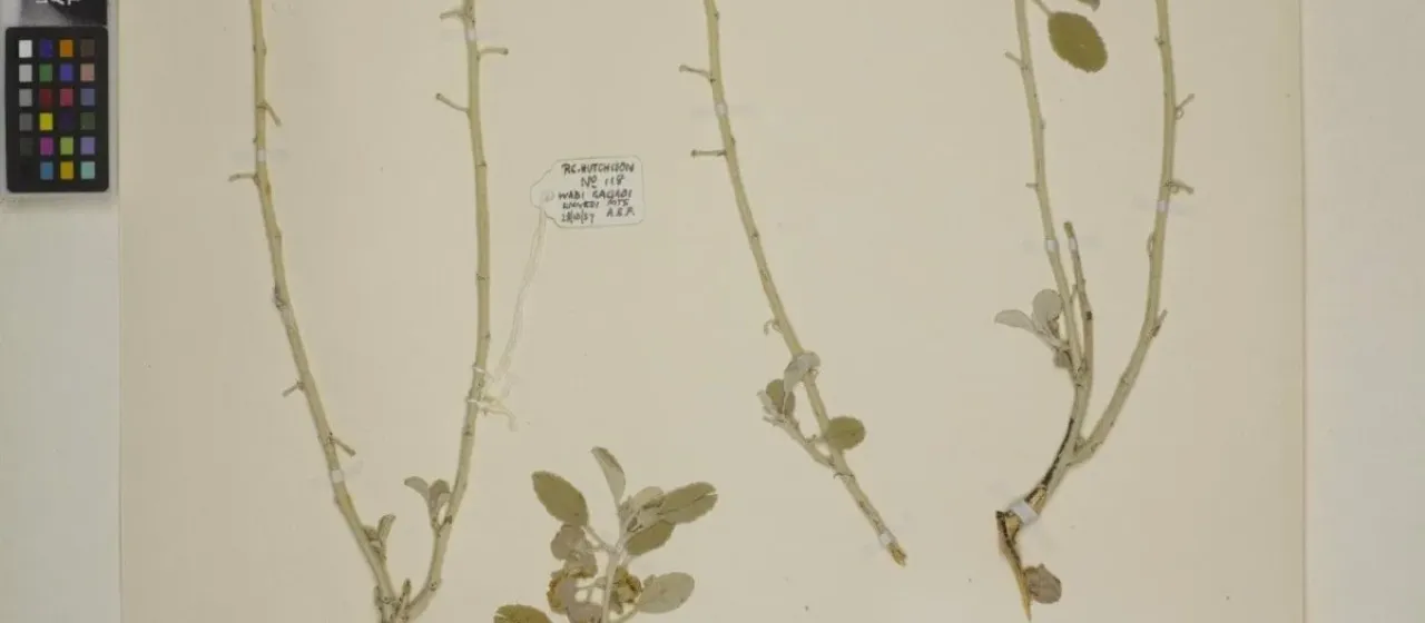 Melhania denhamii