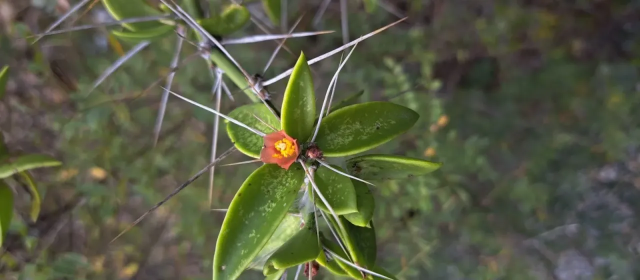 Pereskia horrida