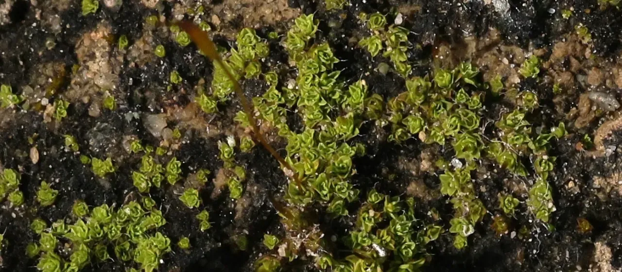 Aloina bifrons
