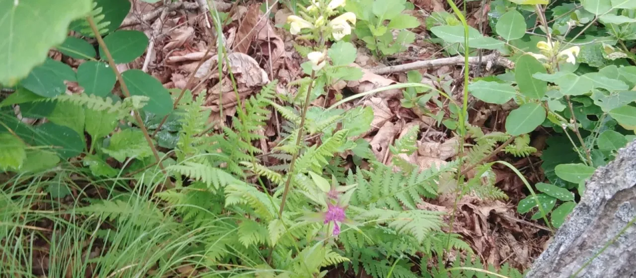 Pedicularis mandshurica